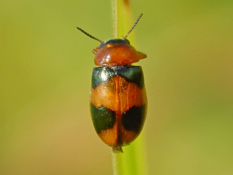 Chrysomelidae: Coptocephala sp., cfr. unifasciata